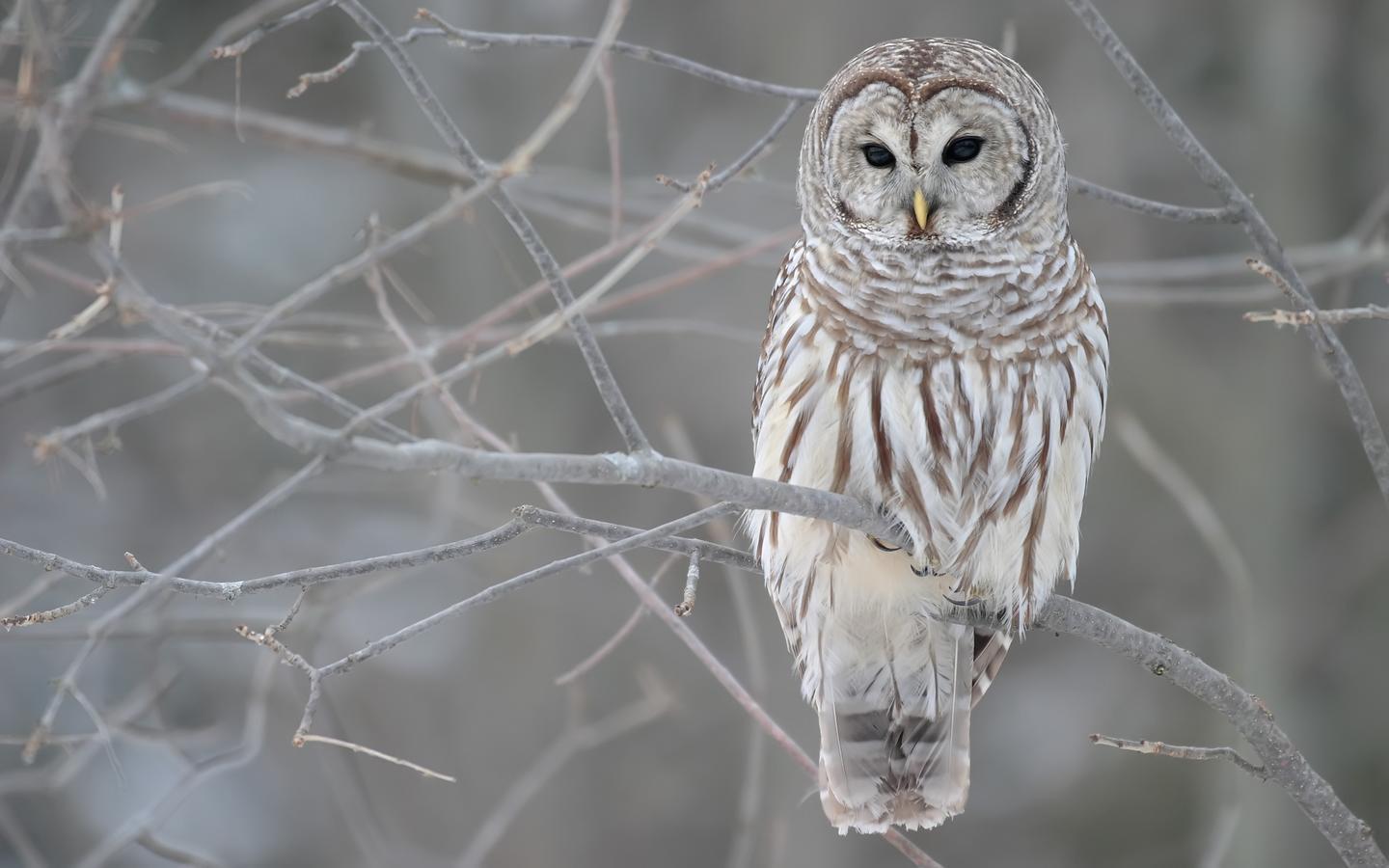 A selection of 10 Image of Owl in HD quality