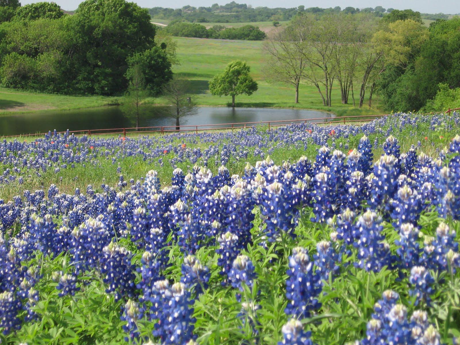 On The Bluebonnet Trail In Ennis, Texas with Gary: Bluebonnets Are