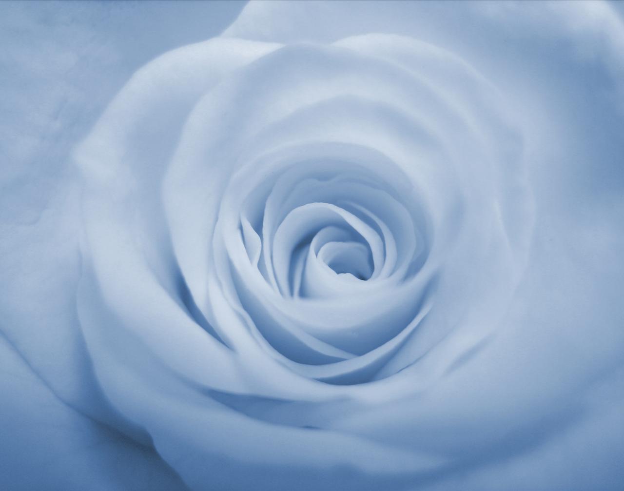 Бледно голубая роза