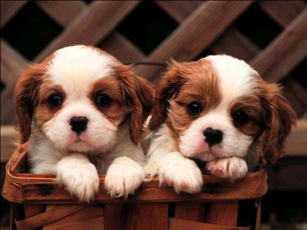 Cavalier King Charles Spaniel Cute Puppies Wallpaper