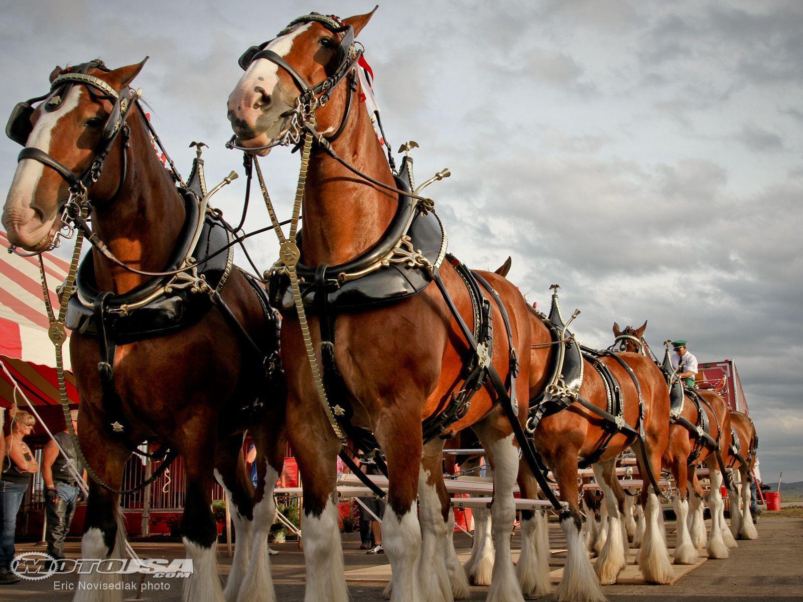 Budweiser Clydesdale Wallpaper Image & Picture