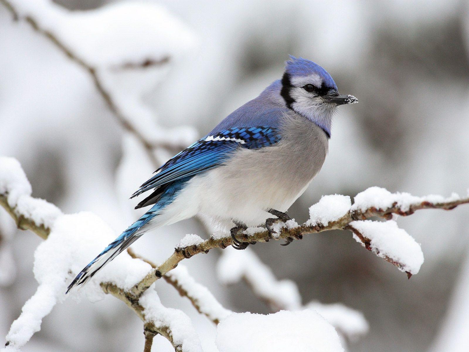 Blue Jay Bird in the Snow Free and Wallpaper