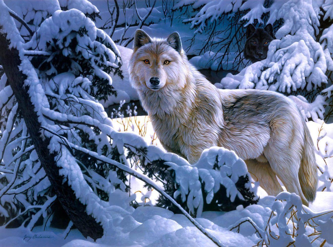wolf Wallpaper Background
