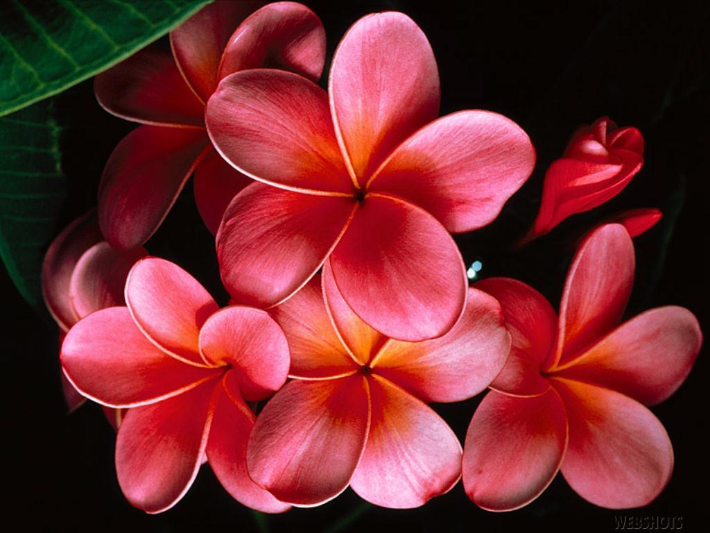 Hawaii Flower Background Wallpaper 16319 Full HD Wallpaper Desktop