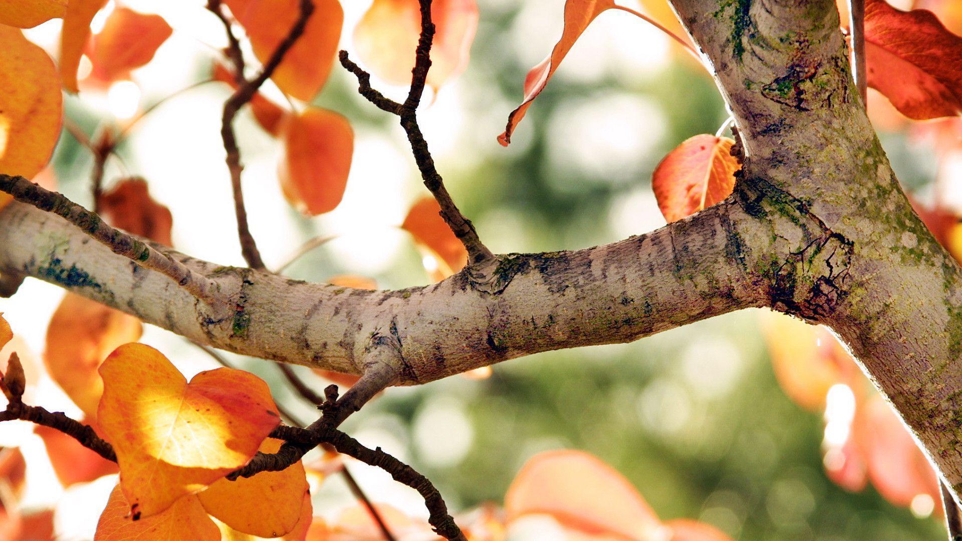 fall wallpaper for computer desktop