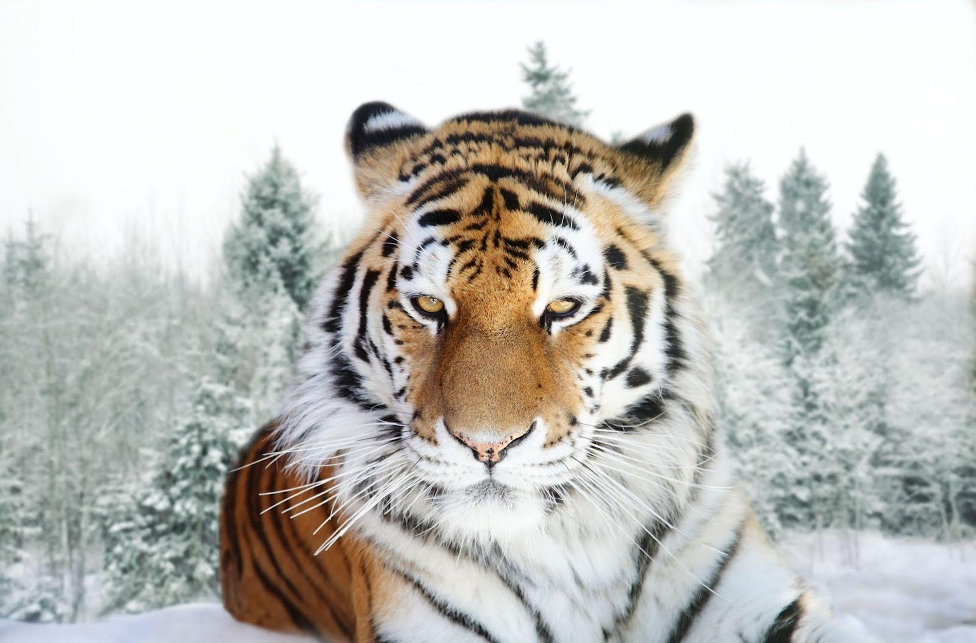 Siberian Tiger Wallpaper Wallpaper Inn