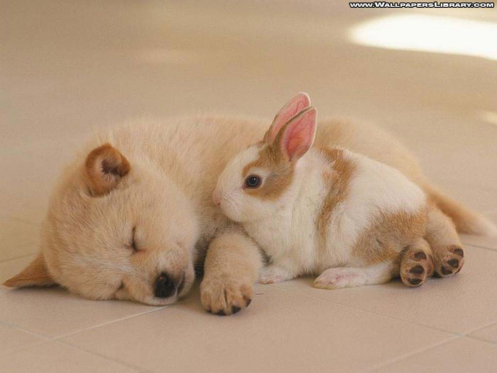 Sleeping Puppy and Cute Rabbit. Wallaupun