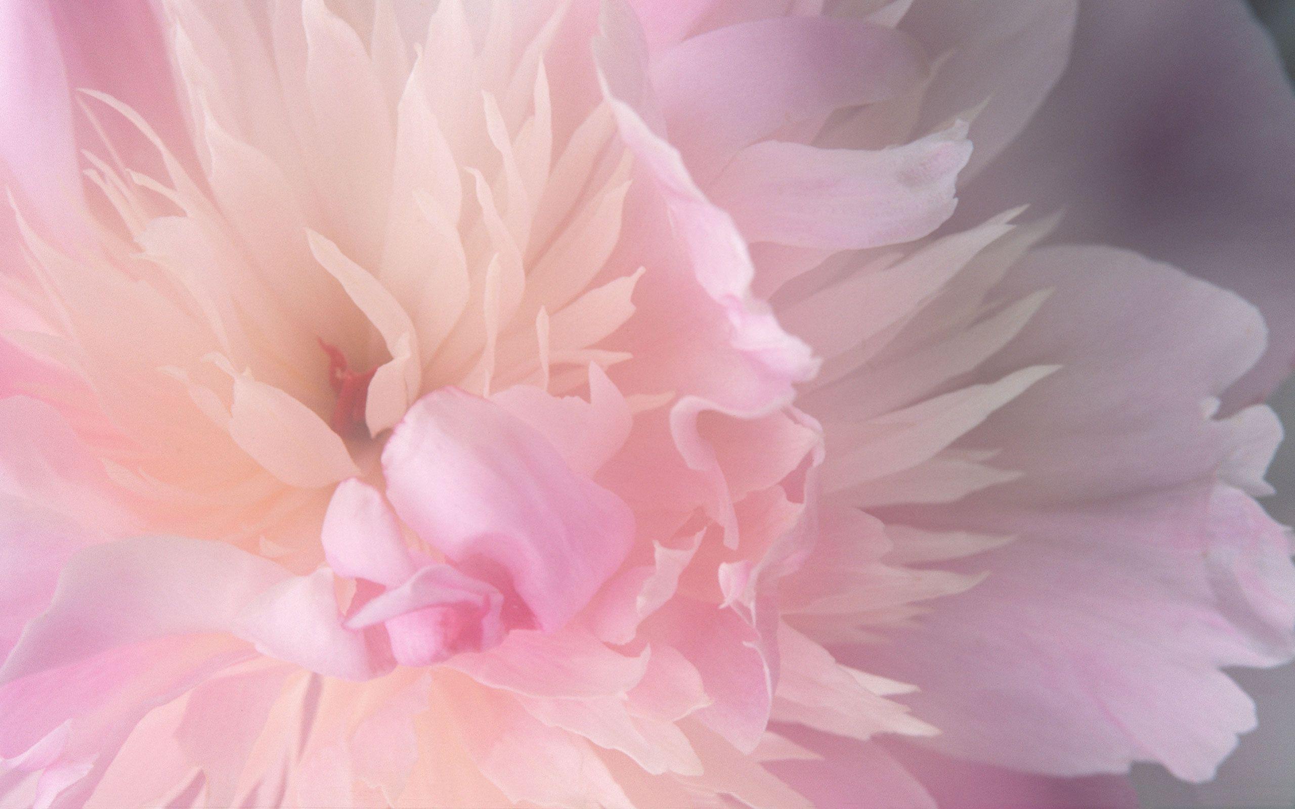 Lovely Pink Flowers HD MAC OSX Wallpaper Wallpaper Free