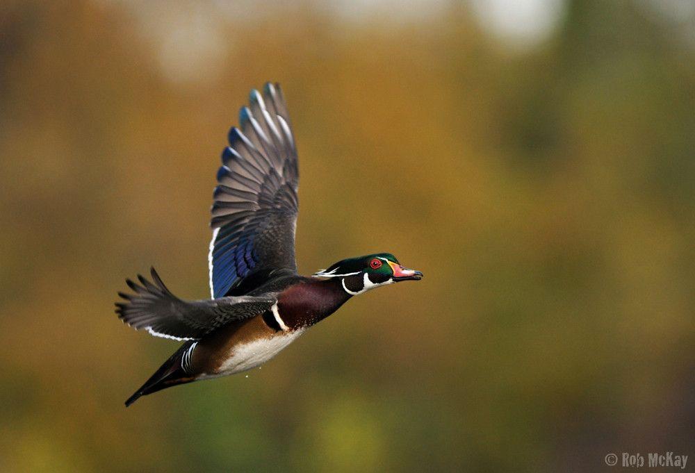 Gallery For > Wood Duck Wallpaper