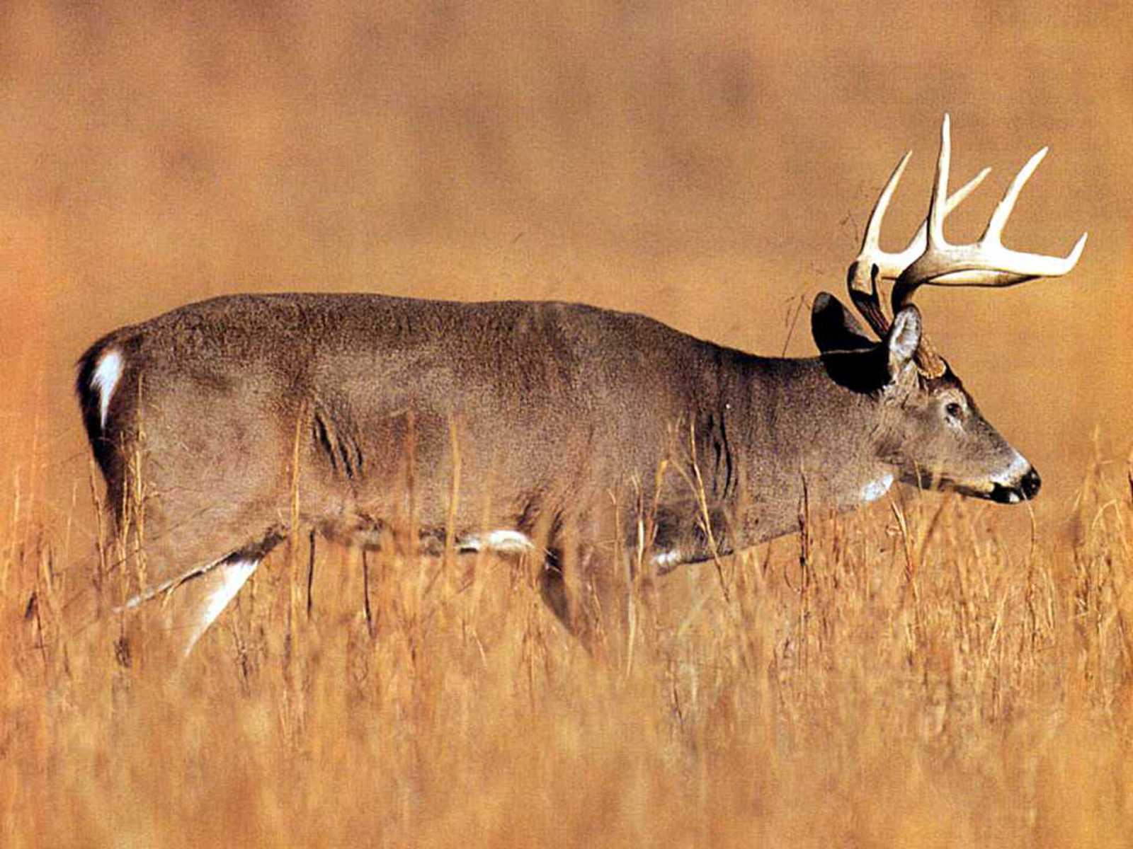 High Definition Photo And Wallpaper: deer wallpaper, deer