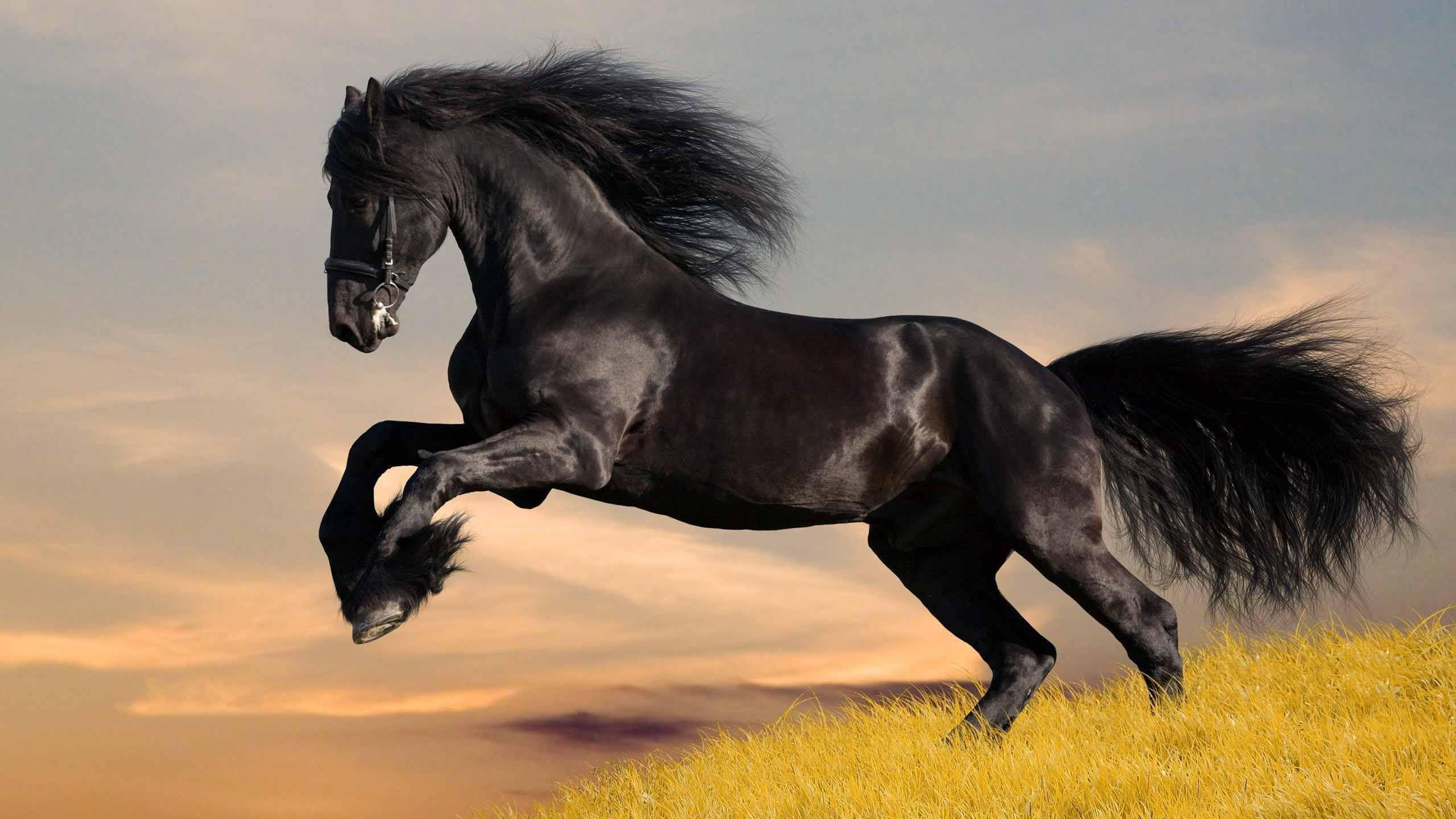 running black horse hd wallpaper download