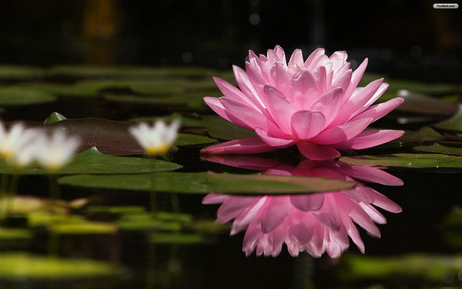 Water Lily Wallpaper Wallpaper Pond Flower Lotus