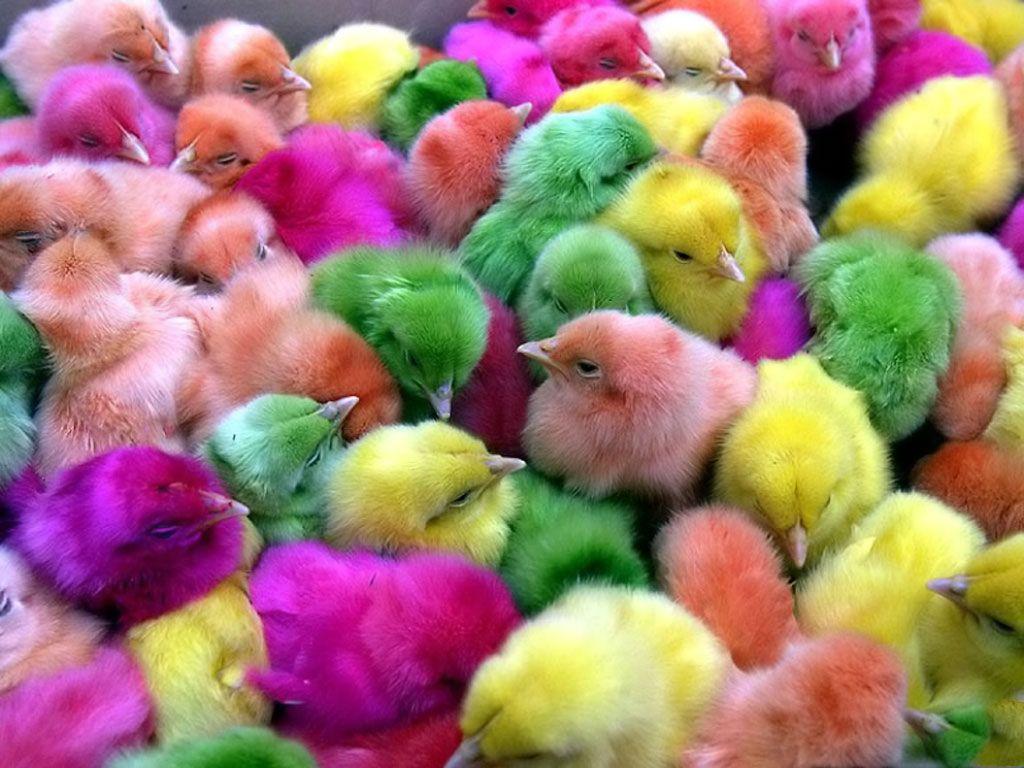 7 Cute Easter Chicks Wallpapers