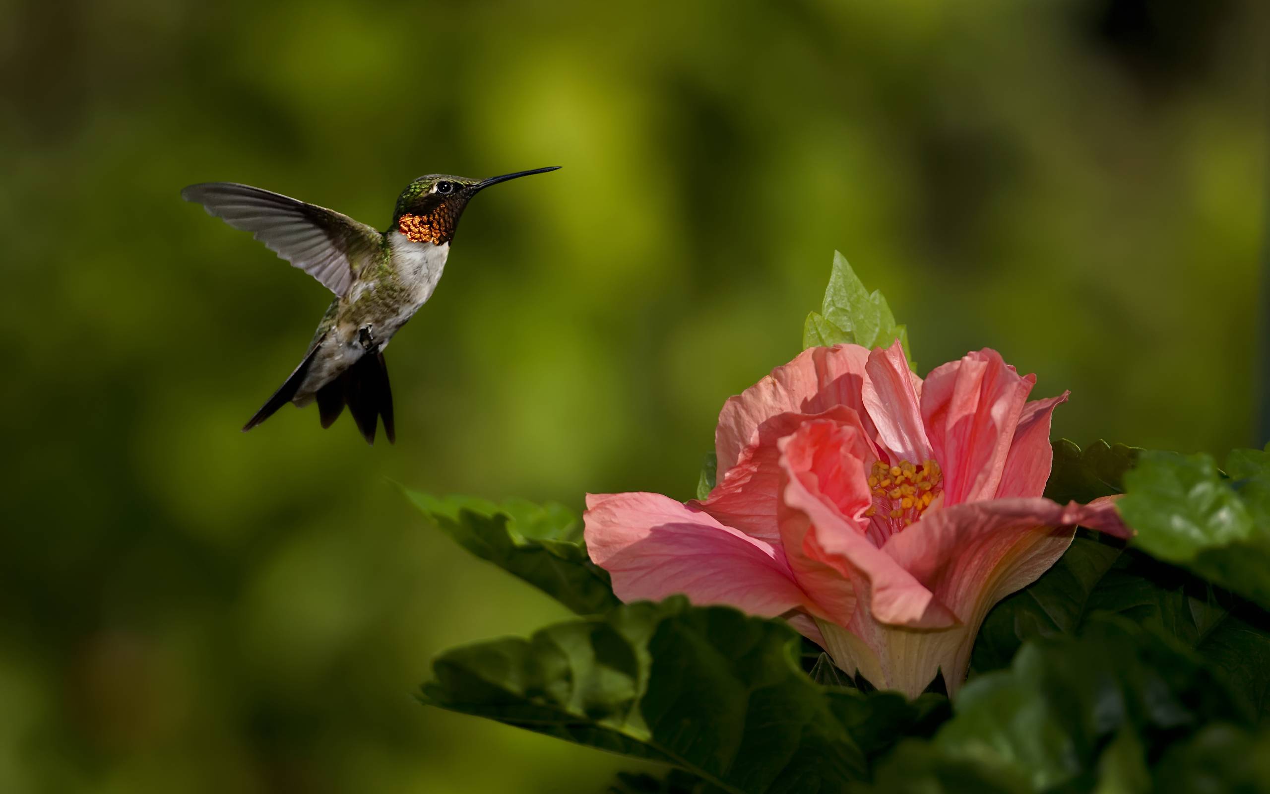 download motor kolibri