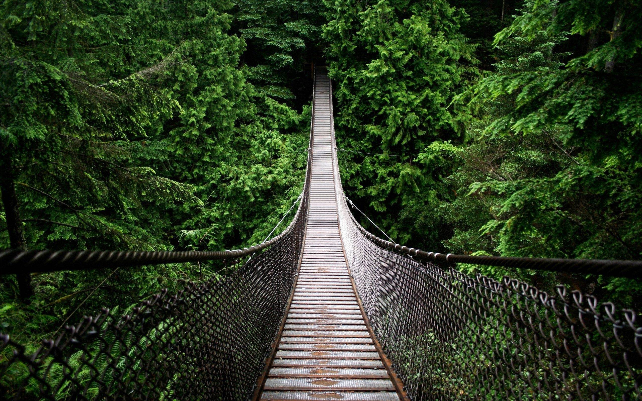 AmazingPict.com. Rainforest Bridge Wallpaper