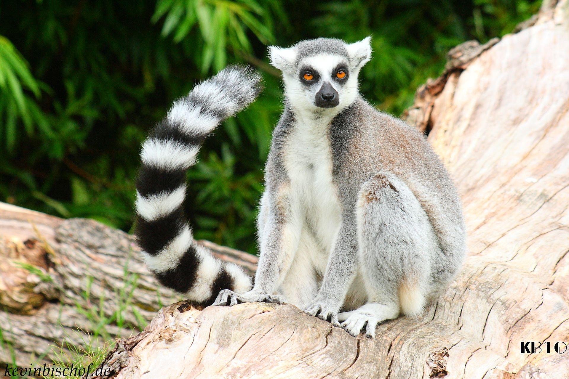 Lemur HD wallpaper