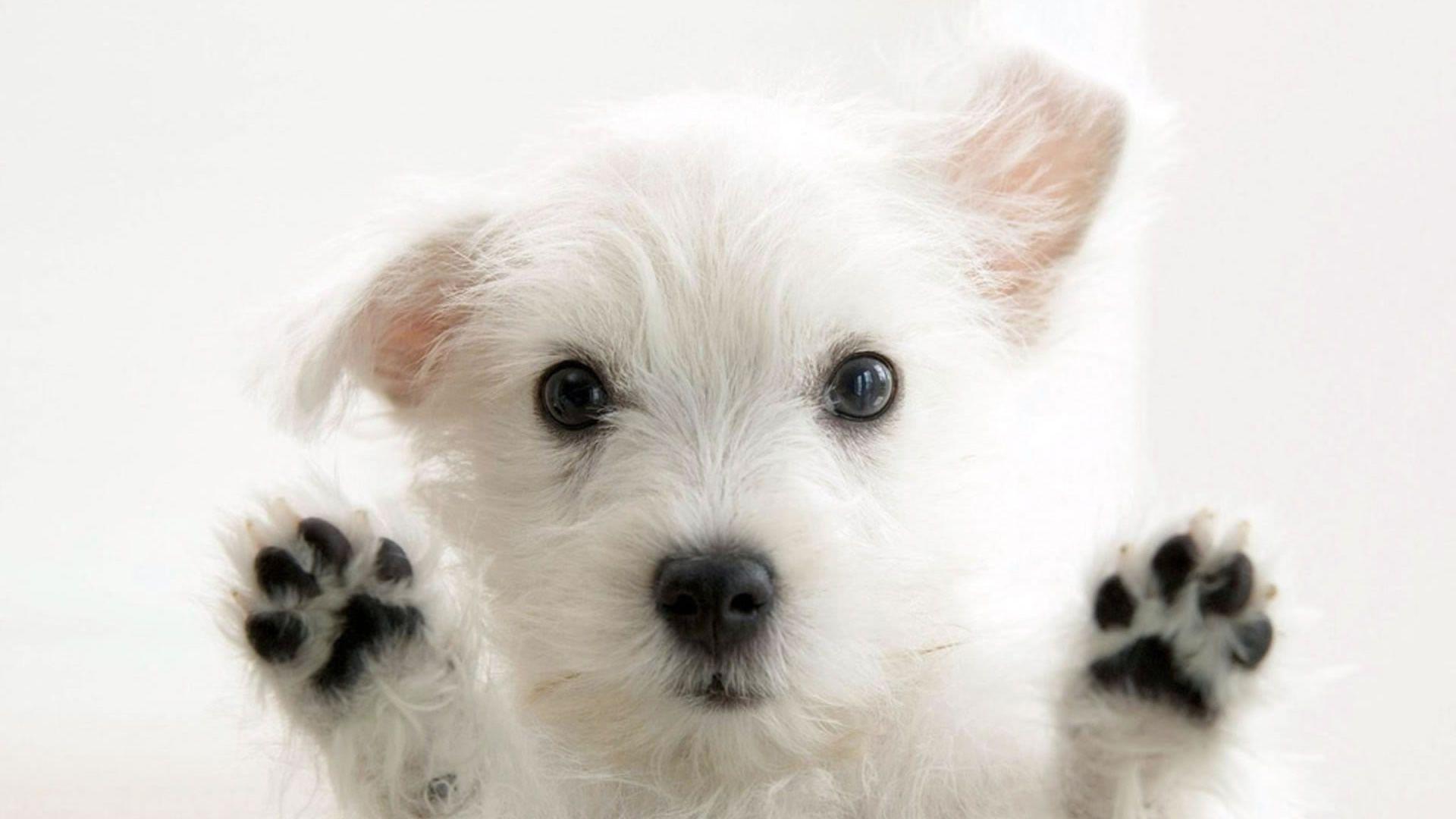 Cute Dog Animal Wallpaper