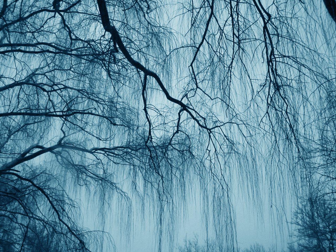 Image For Weeping Willow Tree In Winter.