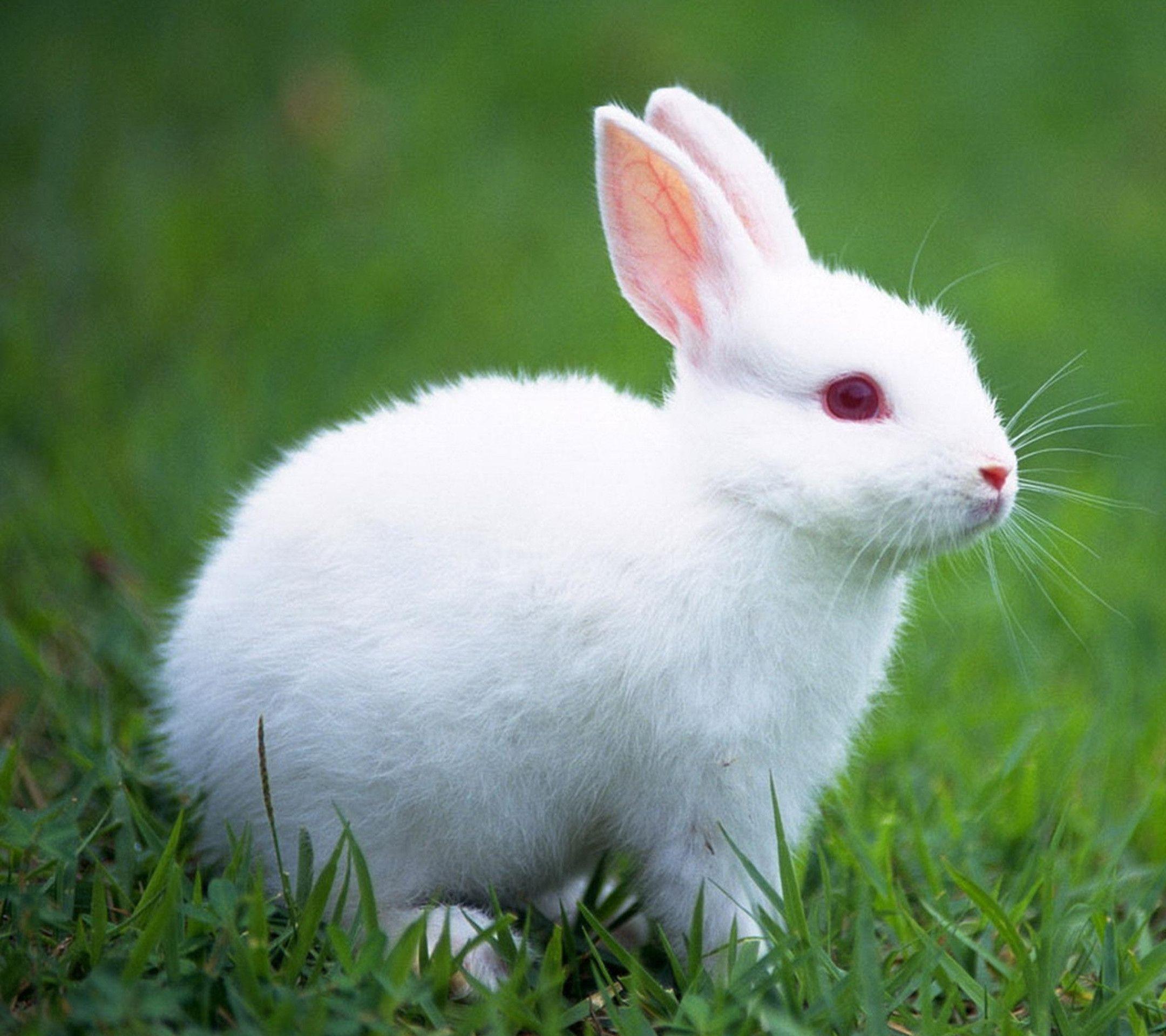 Rabbit white wallpaper wallpapers hd 1229