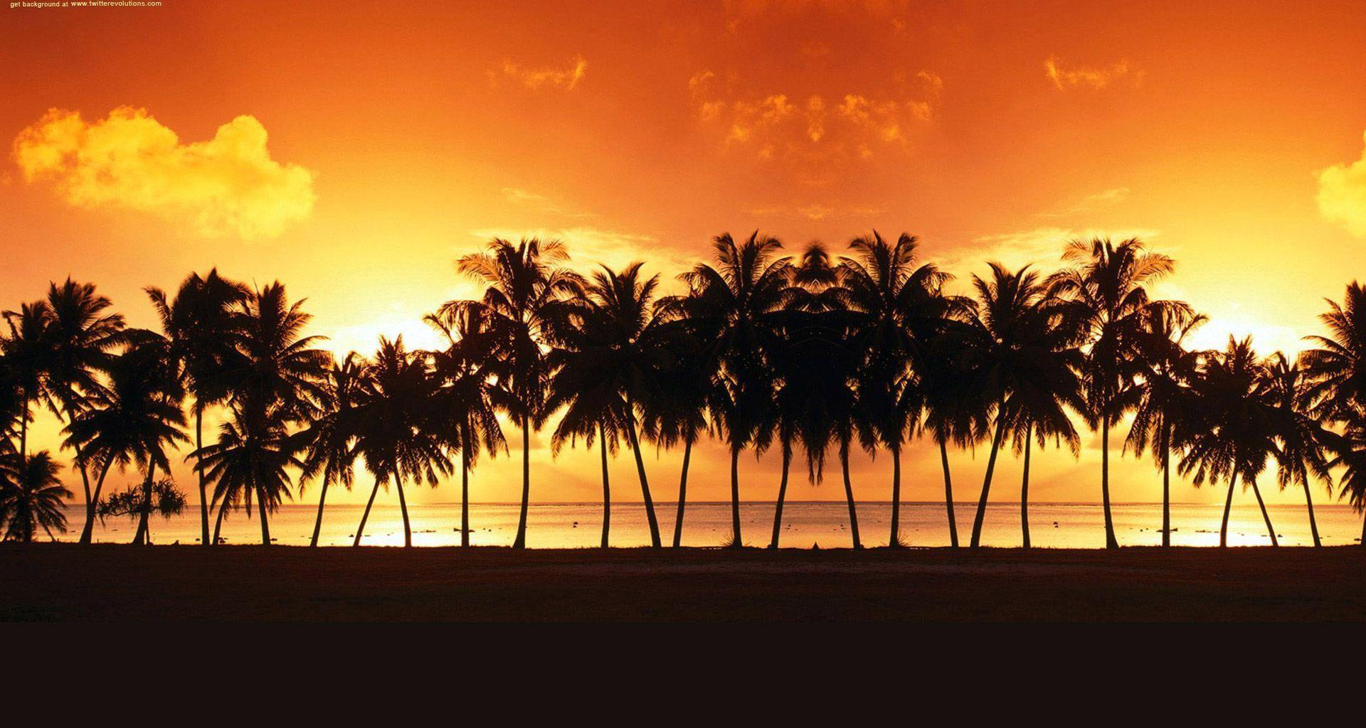 Palm trees sunset Twitter background. Twitter background