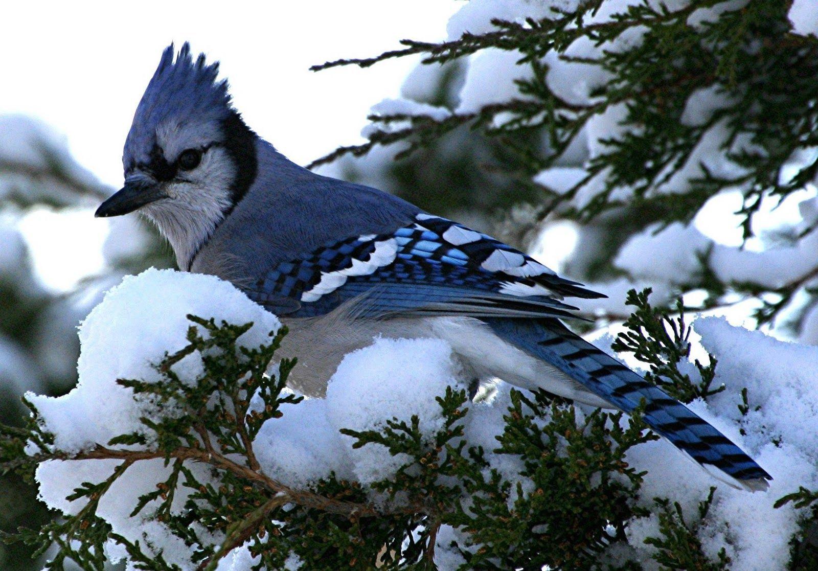 Blue Jay Bird Wallpaper