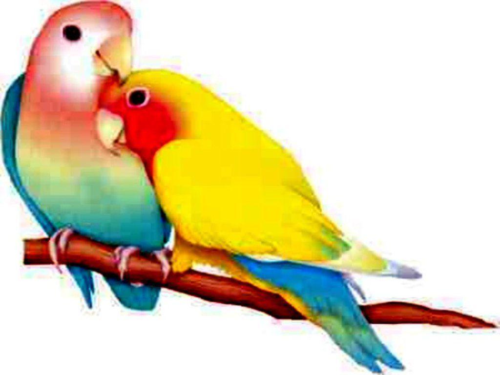 Love Birds on Branch Colorful HD Wallpaper. Birds, Hd, On, Birds