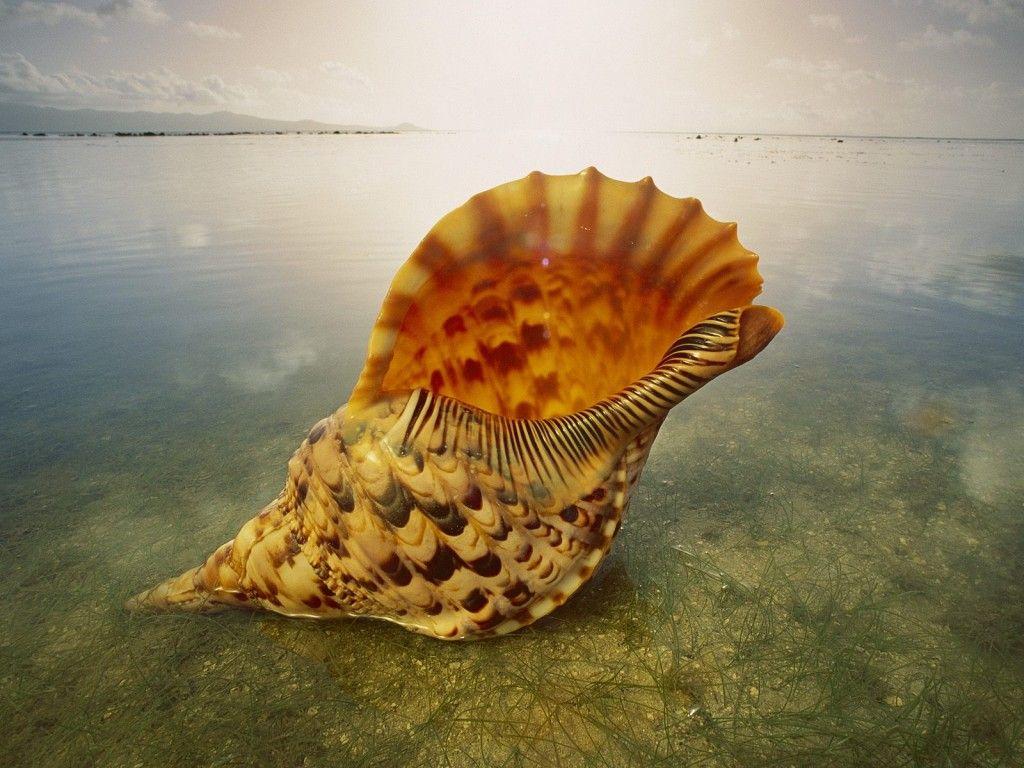years wallpaper live chat by liveperson large seashell wallpaper