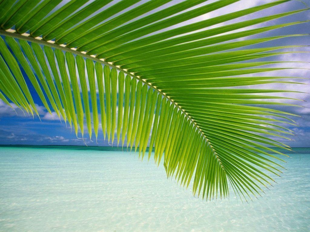 Tropical Vista desktop PC and Mac wallpaper