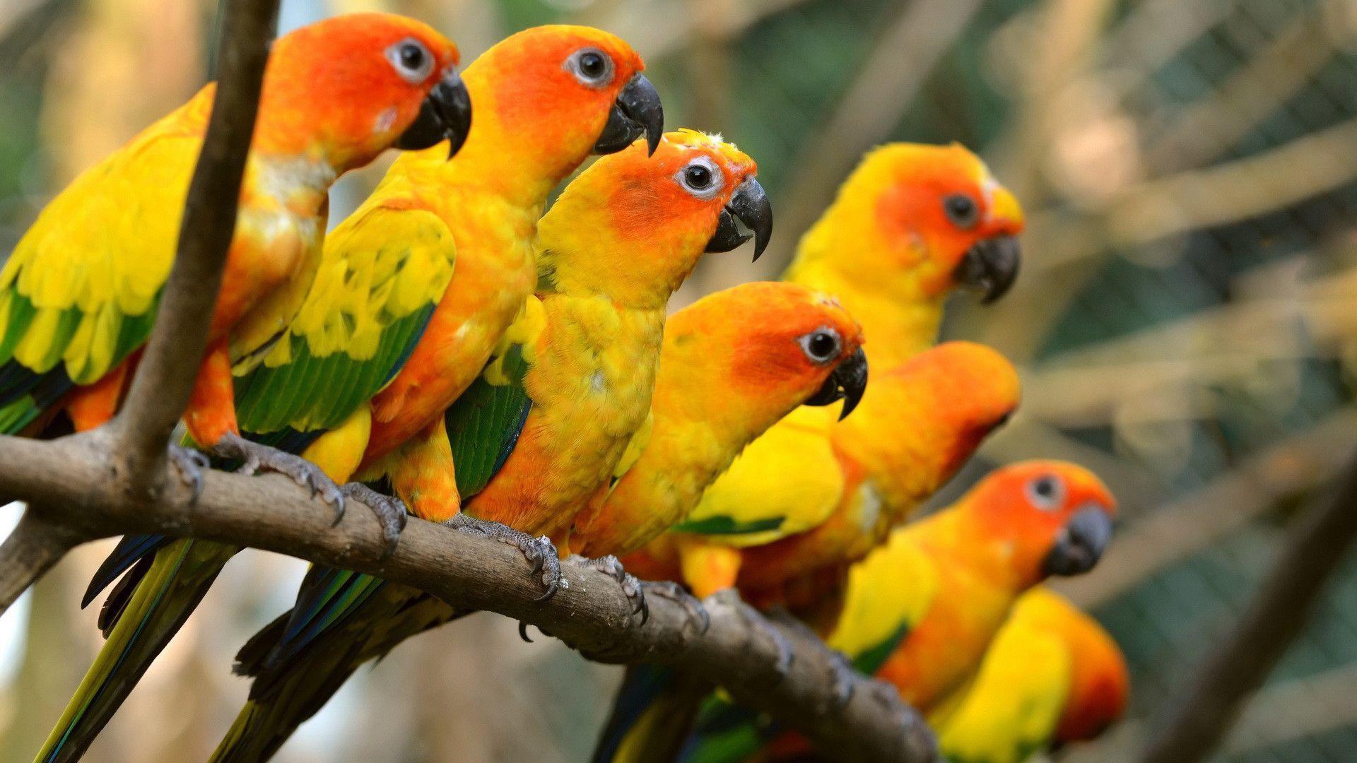 Sun Parakeet Wallpaper. Sun Parakeet Background