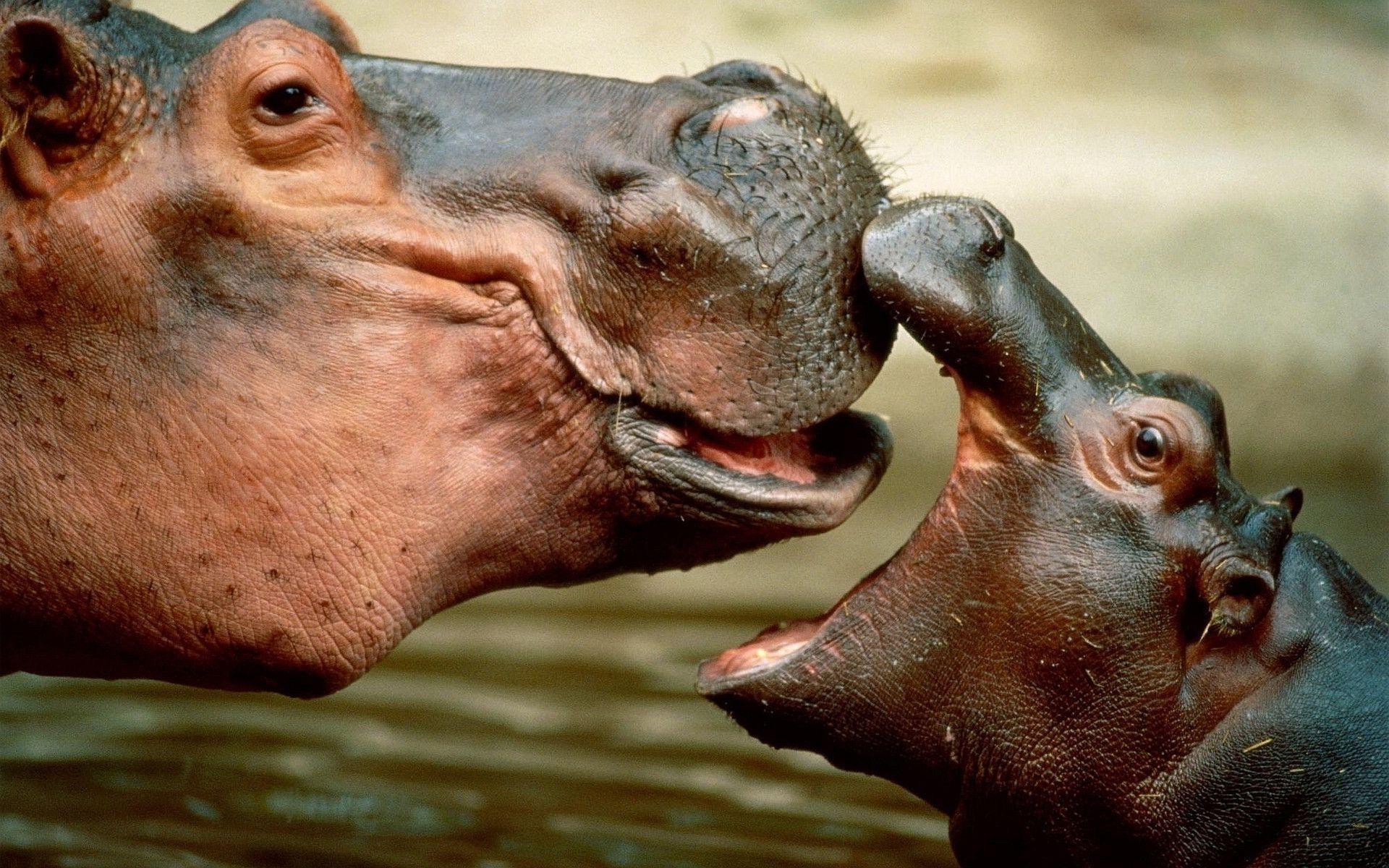 Pix For > Cute Baby Hippo Wallpaper