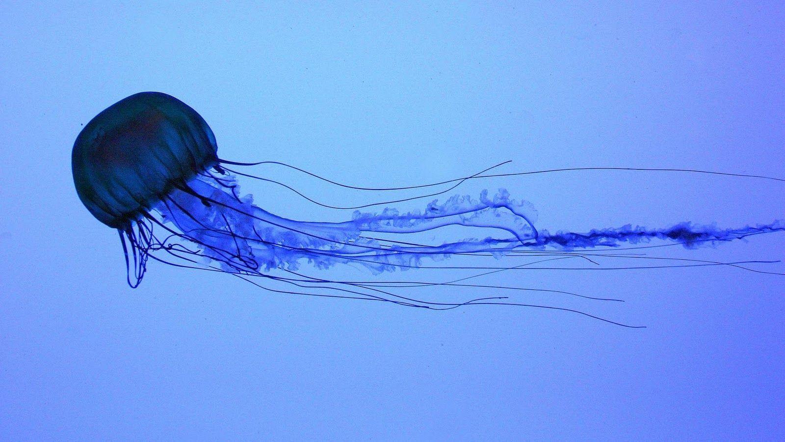 Blue Jellyfish HD Wallpaper Wallpaper Inn