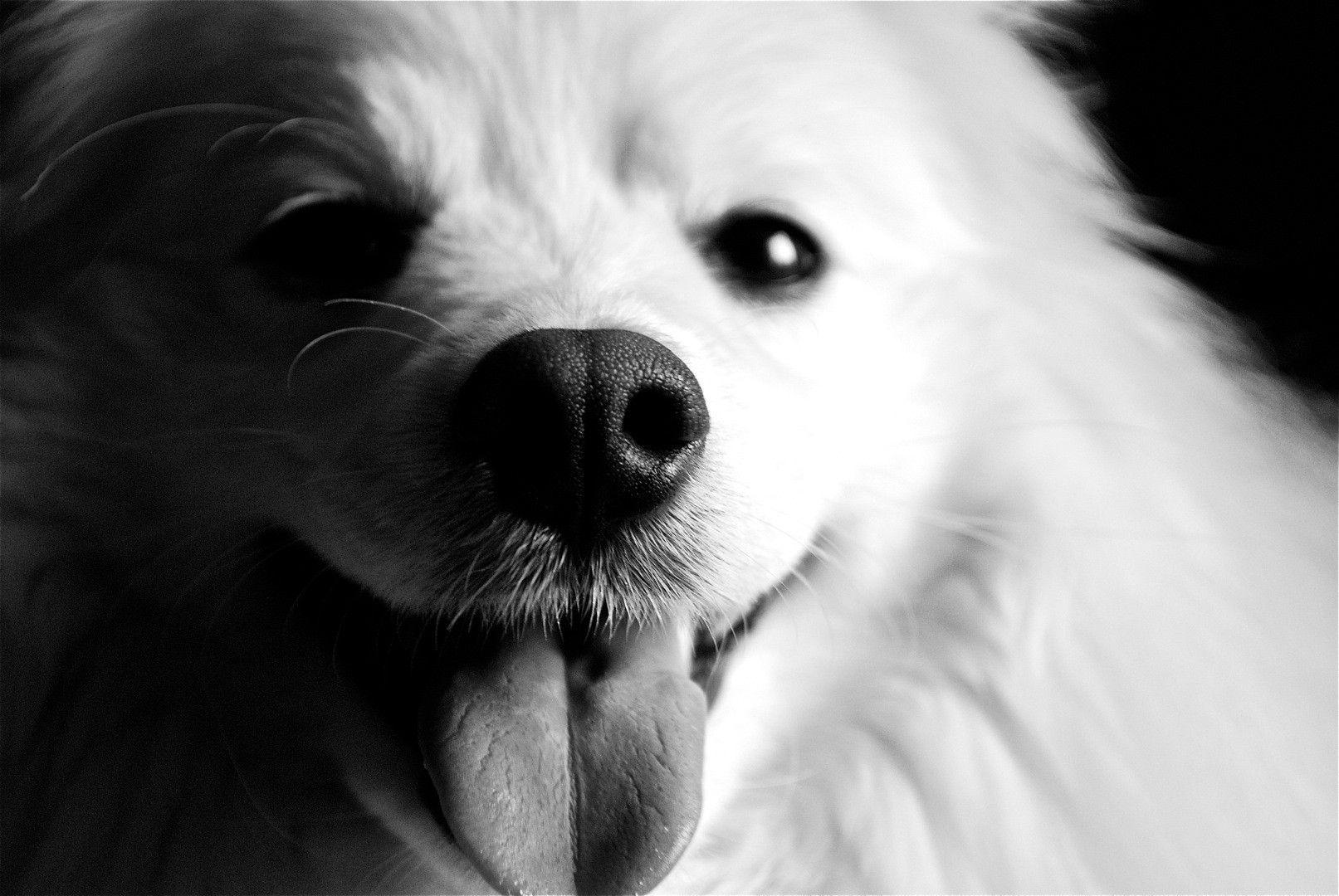 Black and white American Eskimo Dog photo and wallpaper. Beautiful