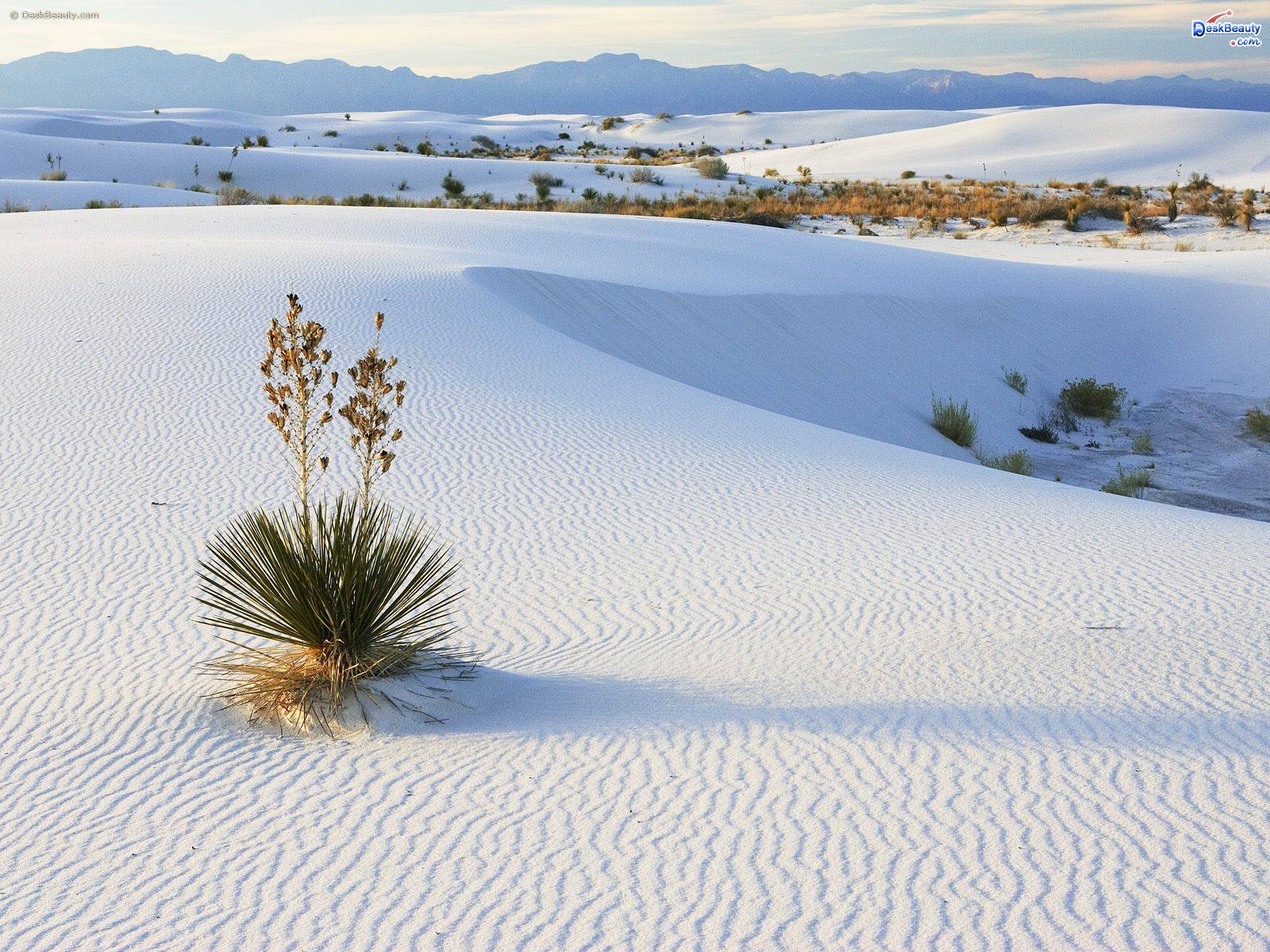 White Sands Mexico Wallpapers