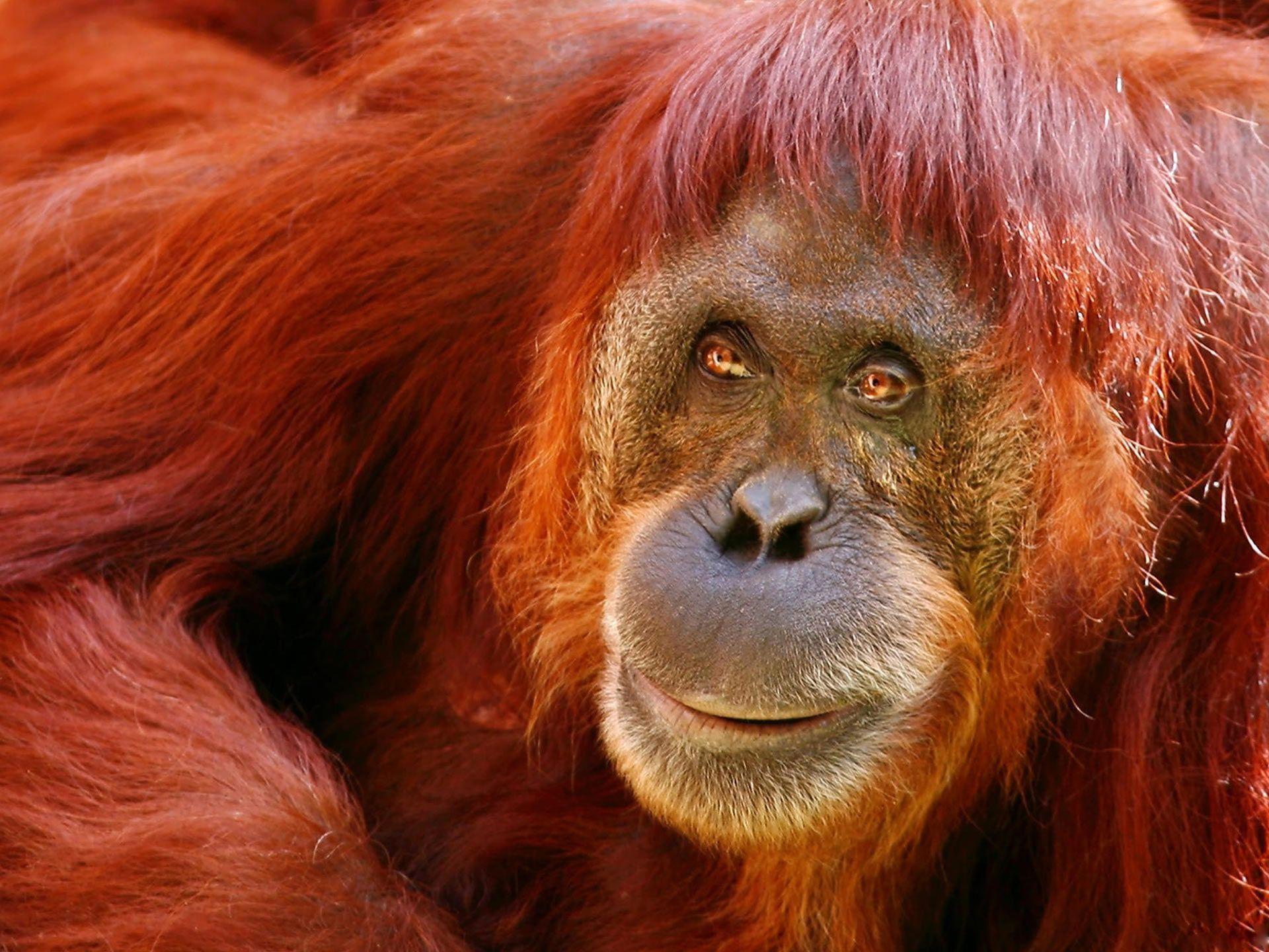 Desktop Wallpaper · Gallery · Animals · Sumatran Orangutan. Free