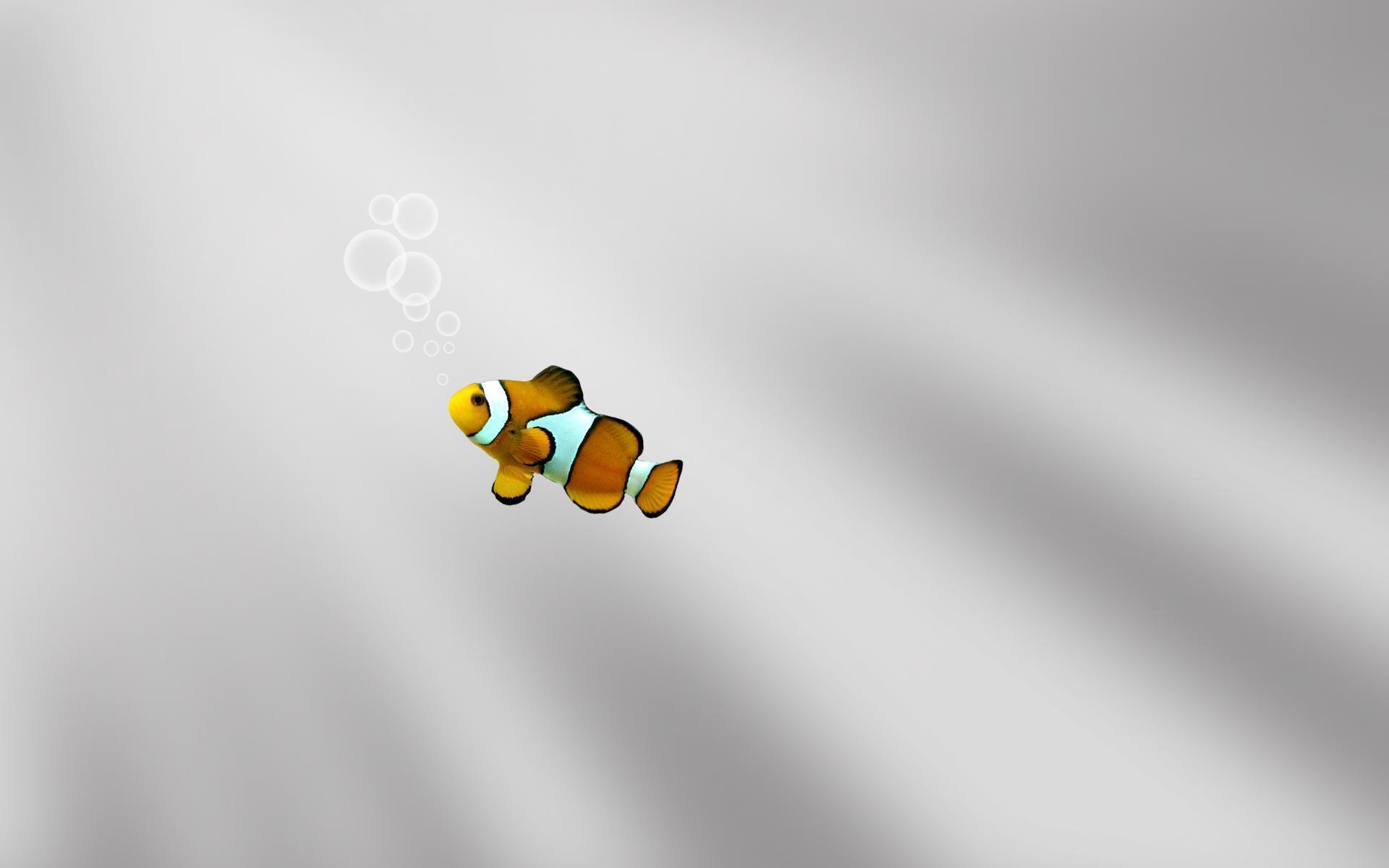 Fish Wallpaper and Background
