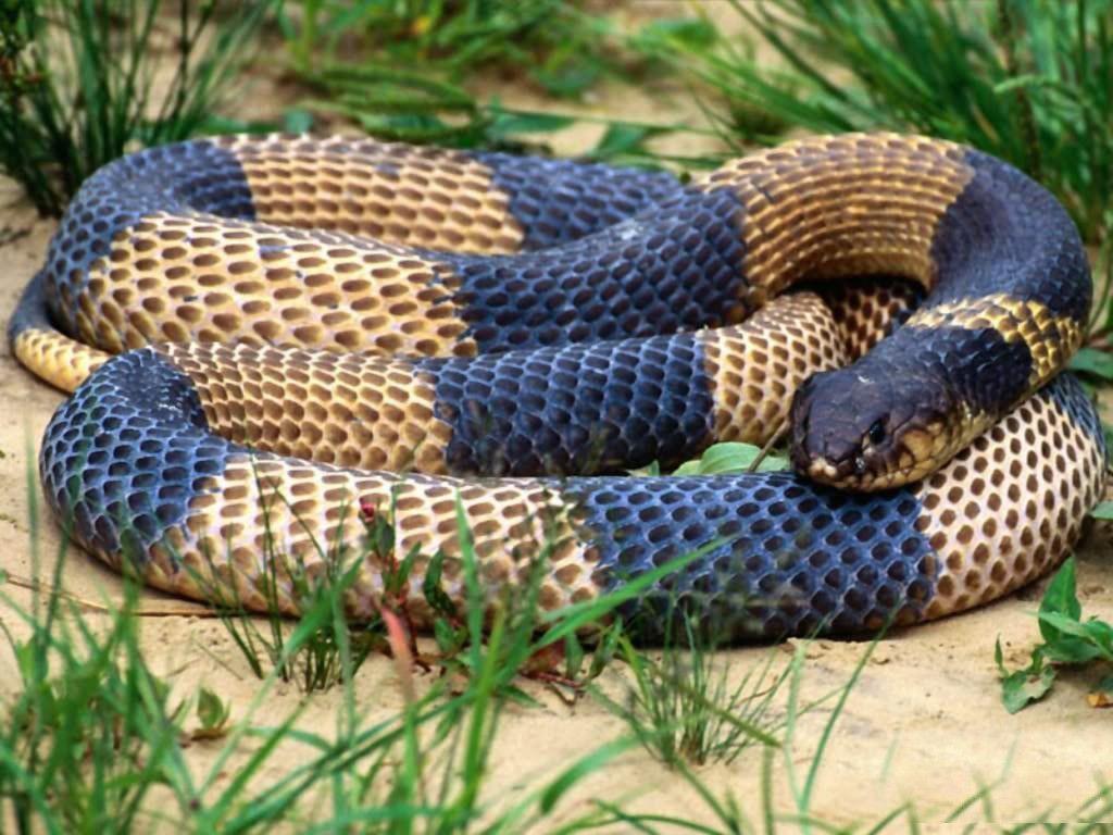 anaconda python snake HD wallpaper free - Image And Wallpaper