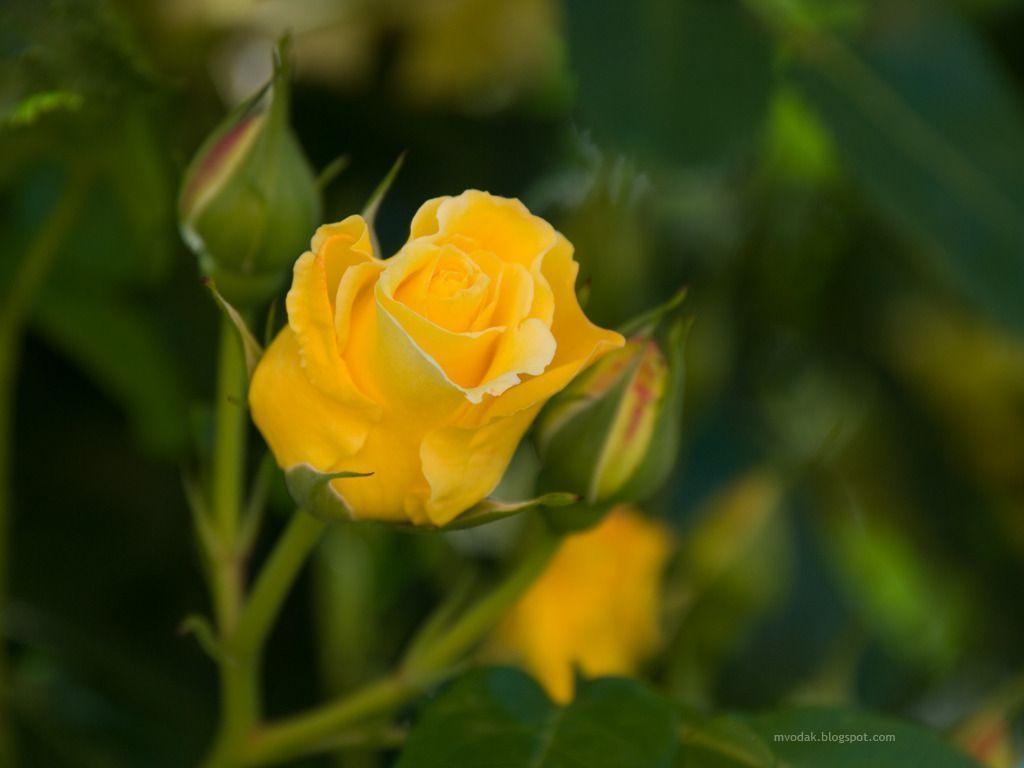 Download Yellow Rose Flower Wallpapers Wallpaper Cave