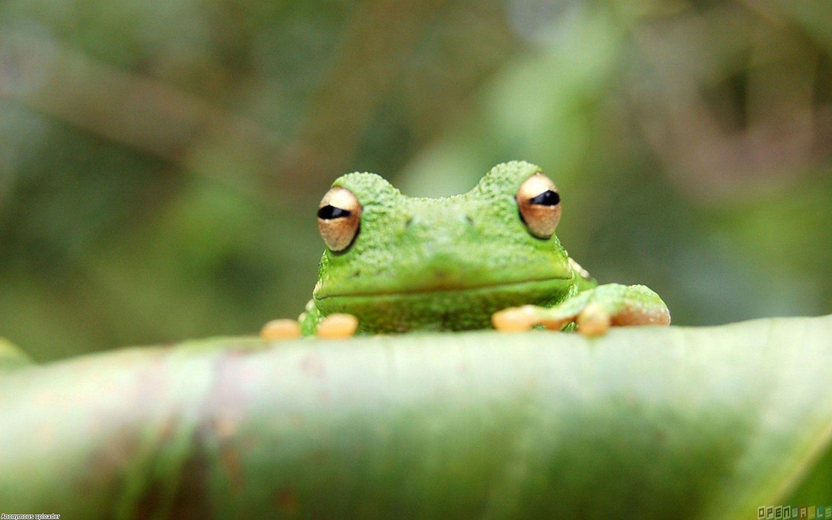 Cute Little Frog Picture Wallpaper Inn