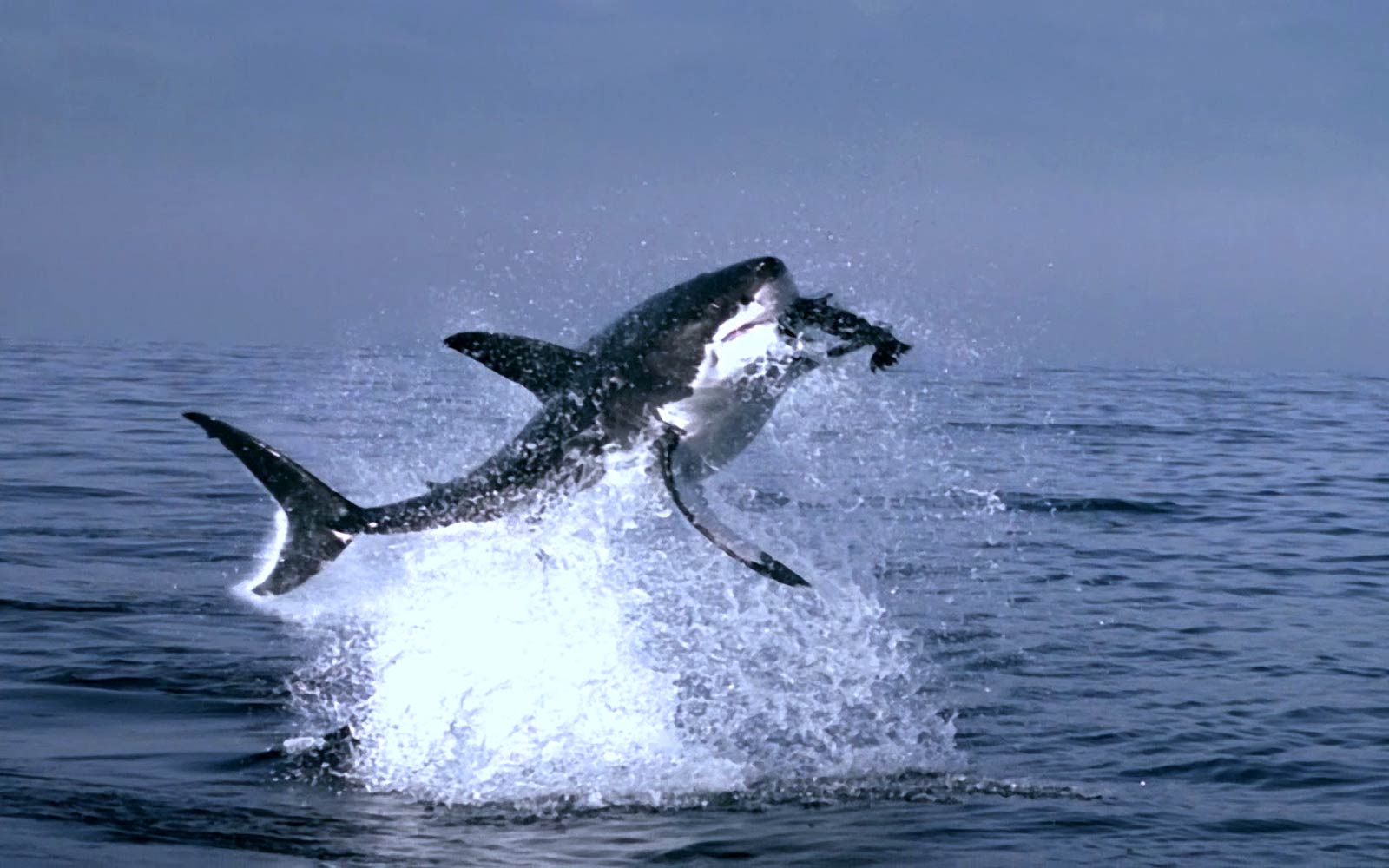 Download Great White Shark Wallpaper Jumping Picture