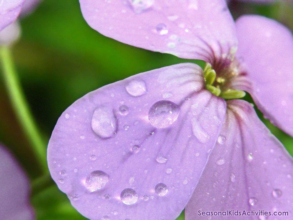 Spring Wallpaper Free