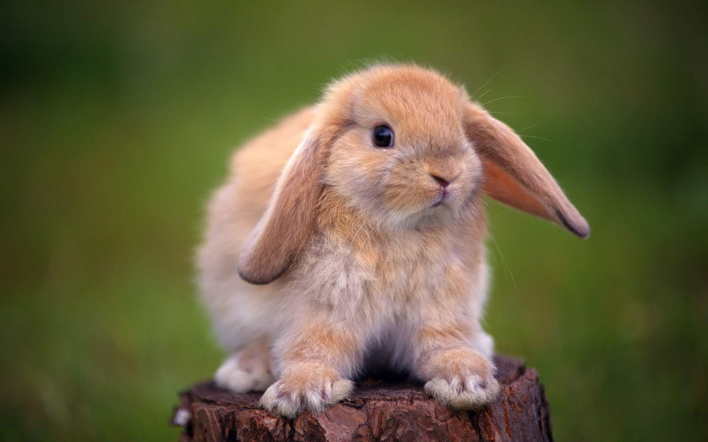 Rabbit HD Wallpaper. Cute Rabbit Desktop Image