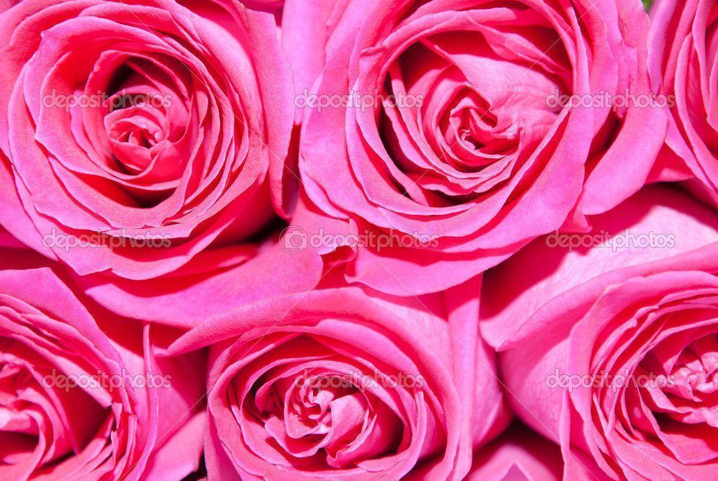 Pink Roses Background 3 Cool Background And Wallpaper Home Design