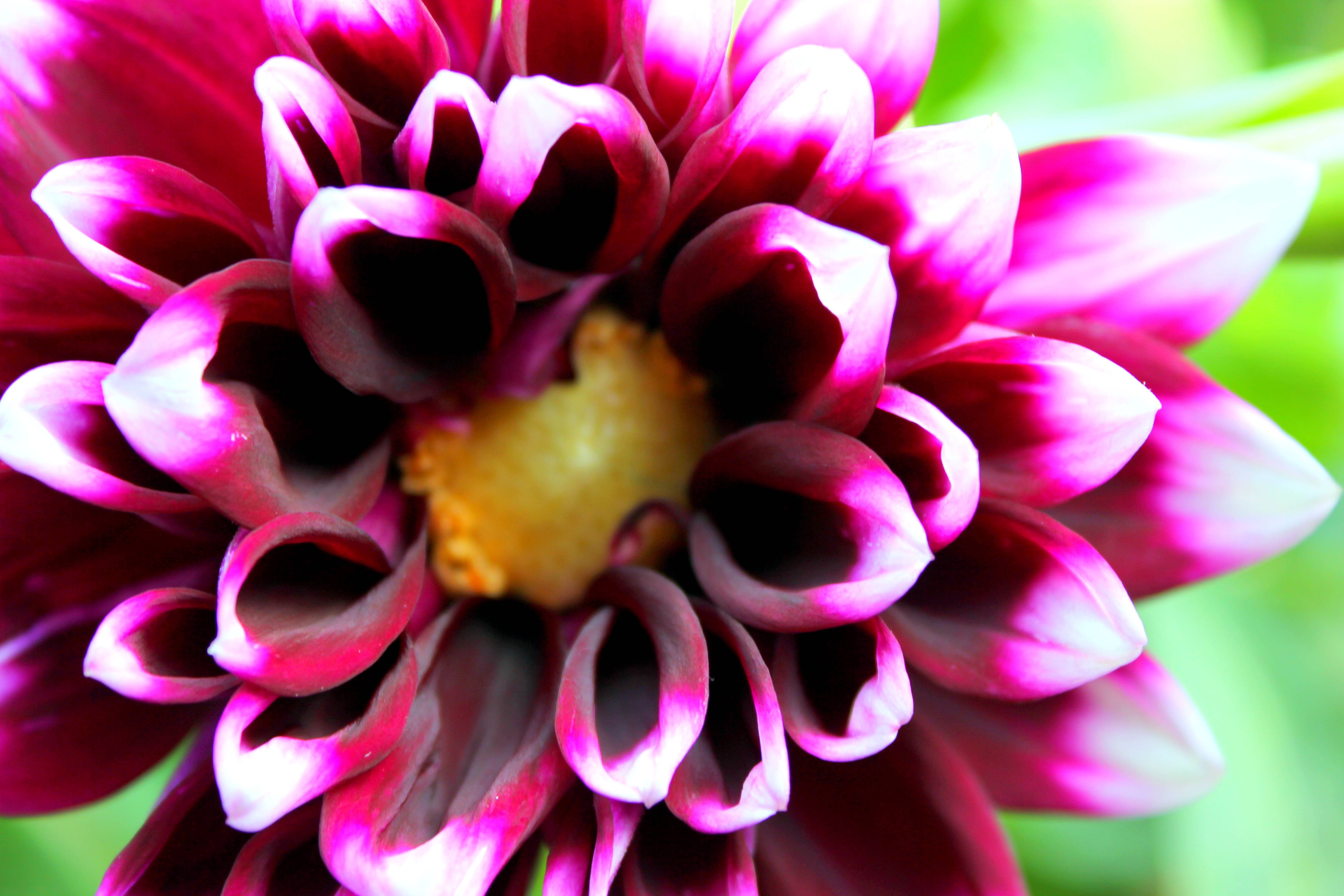 Dahlia Wallpapers - Wallpaper Cave