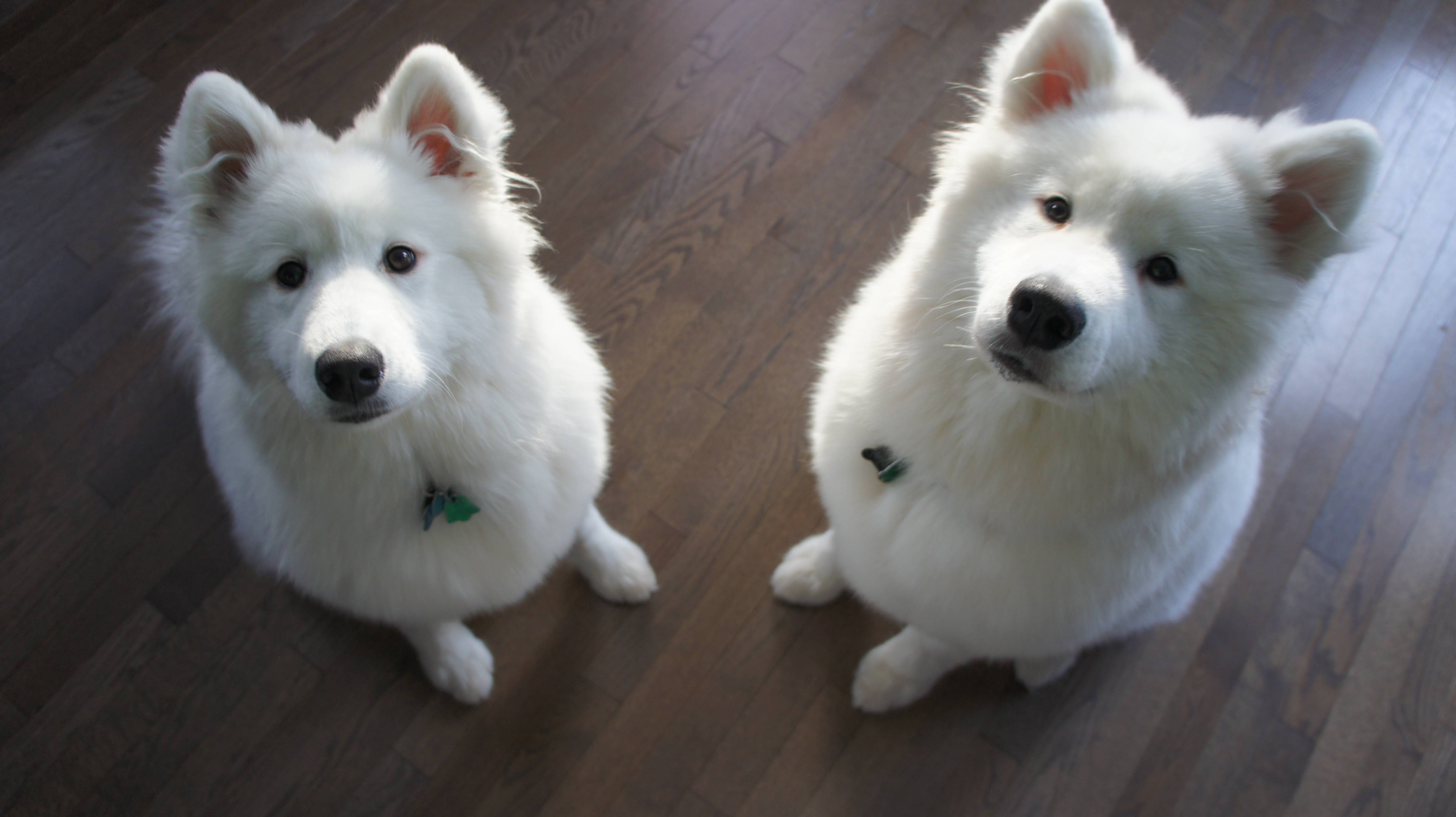 Two Samoyed dogs photo and wallpaper. Beautiful Two Samoyed dogs