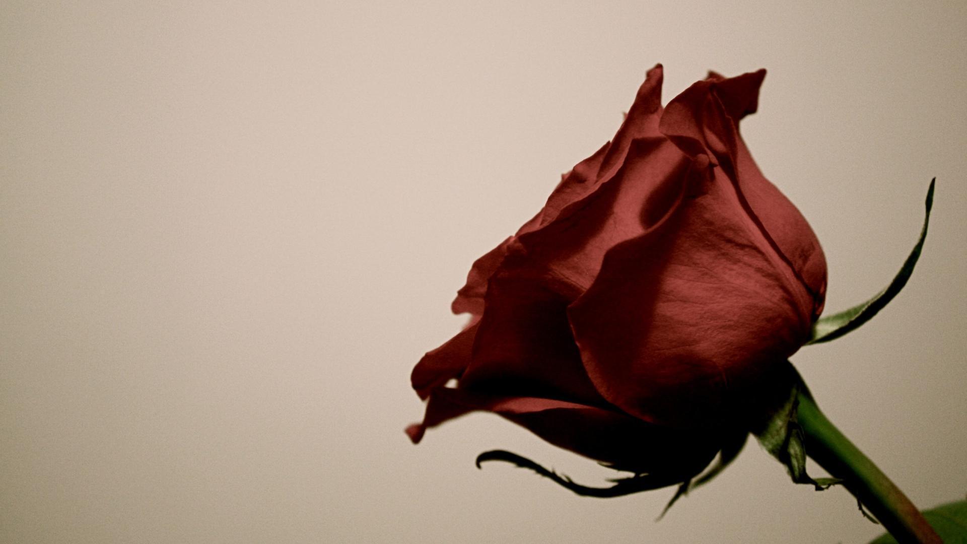 wallpaper red rose