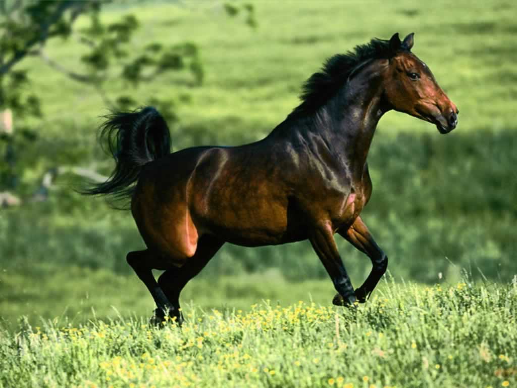 Wallpaper For > Wild Horse Background