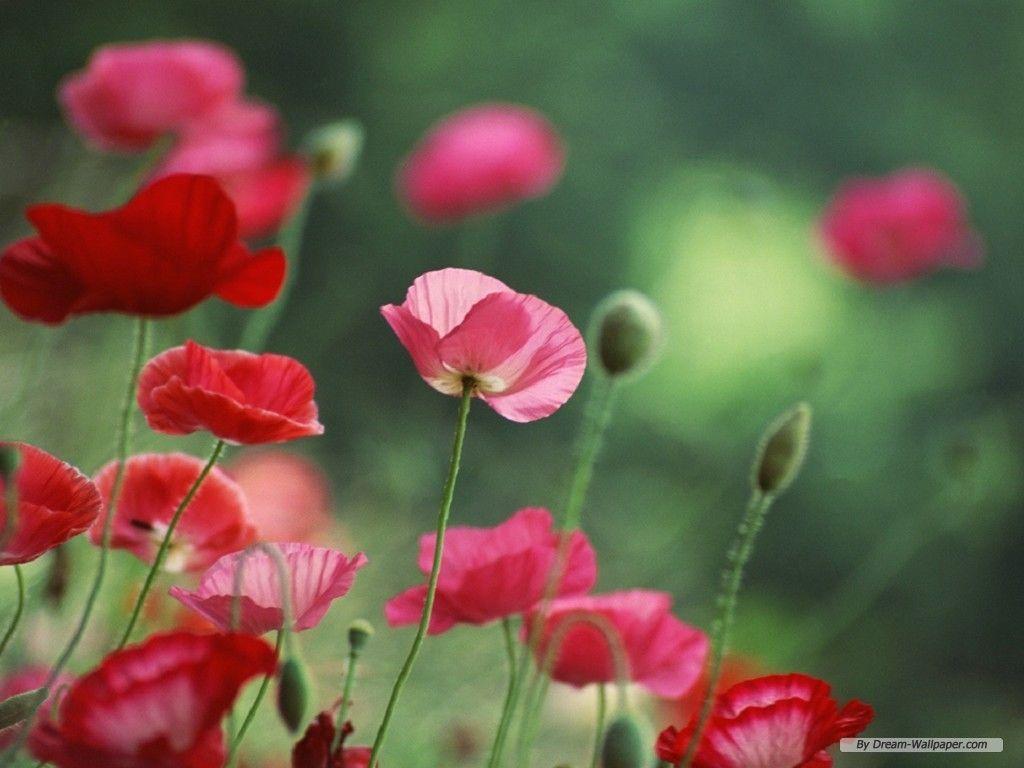 Poppy Flower Wallpapers - Wallpaper Cave