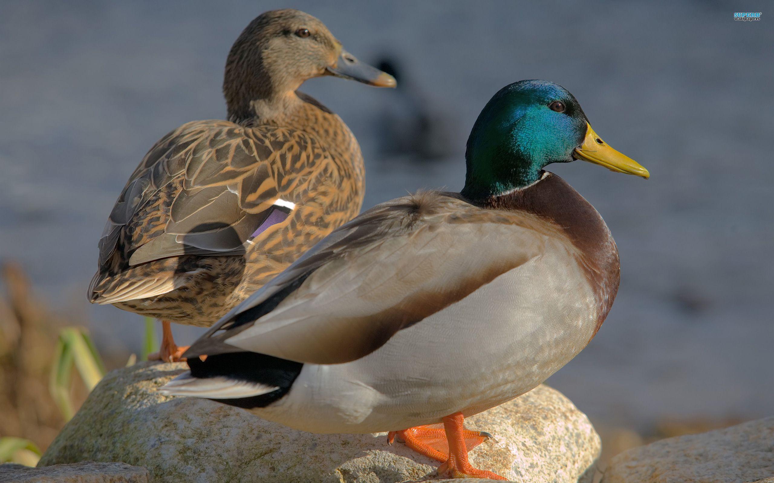 image For > Mallard Duck iPhone Wallpaper