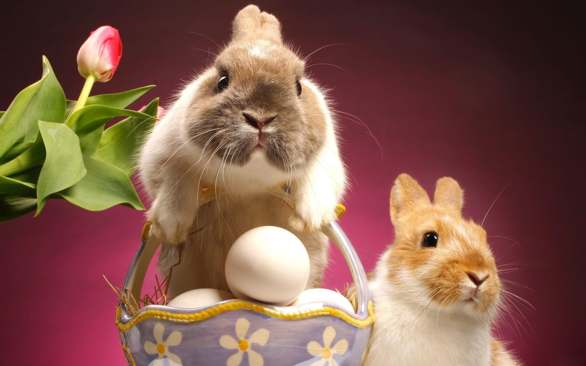 Image For > Funny Easter Wallpapers