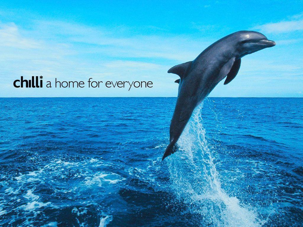 3D Dolphin Wallpaper